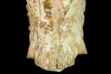 Fossil Oreodont (Merycoidodon) Mandible - Wyoming #145846-4